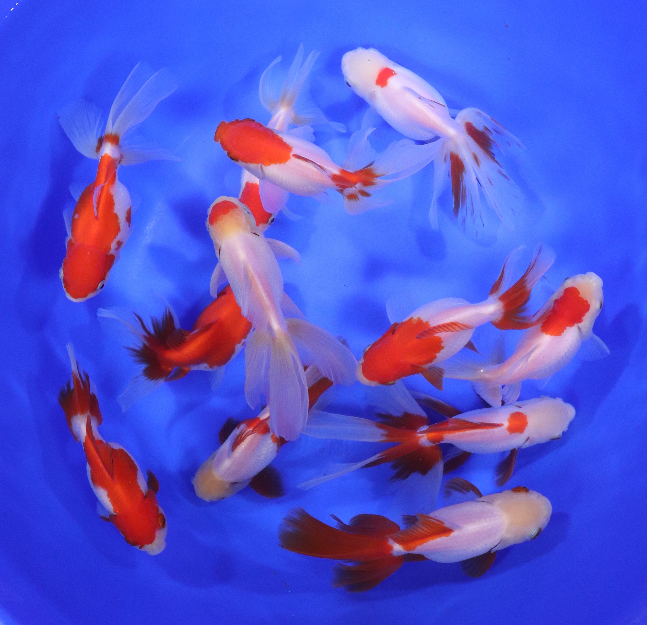 Red and White Oranda Goldfish XL