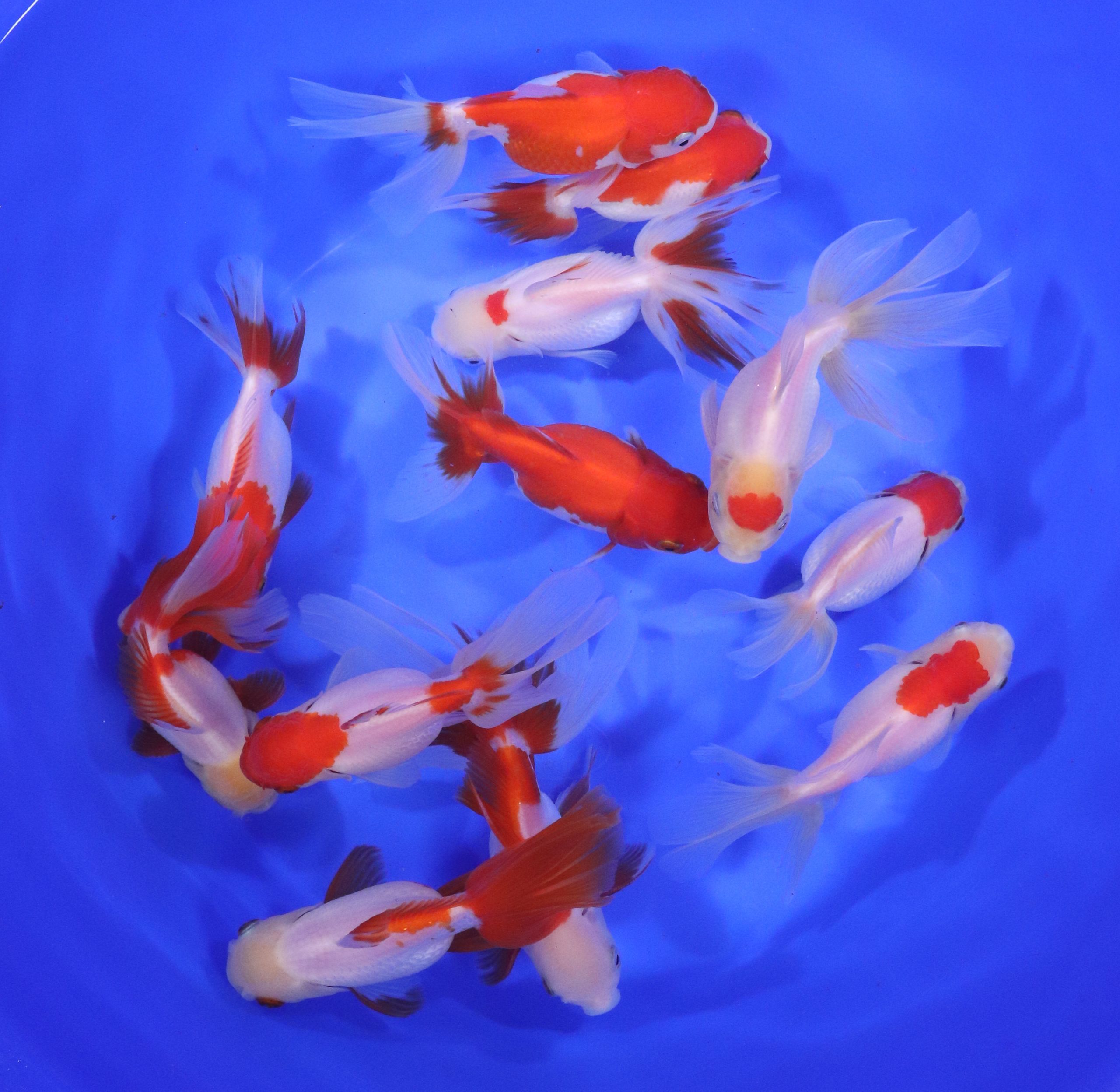 Red and White Oranda Goldfish XL