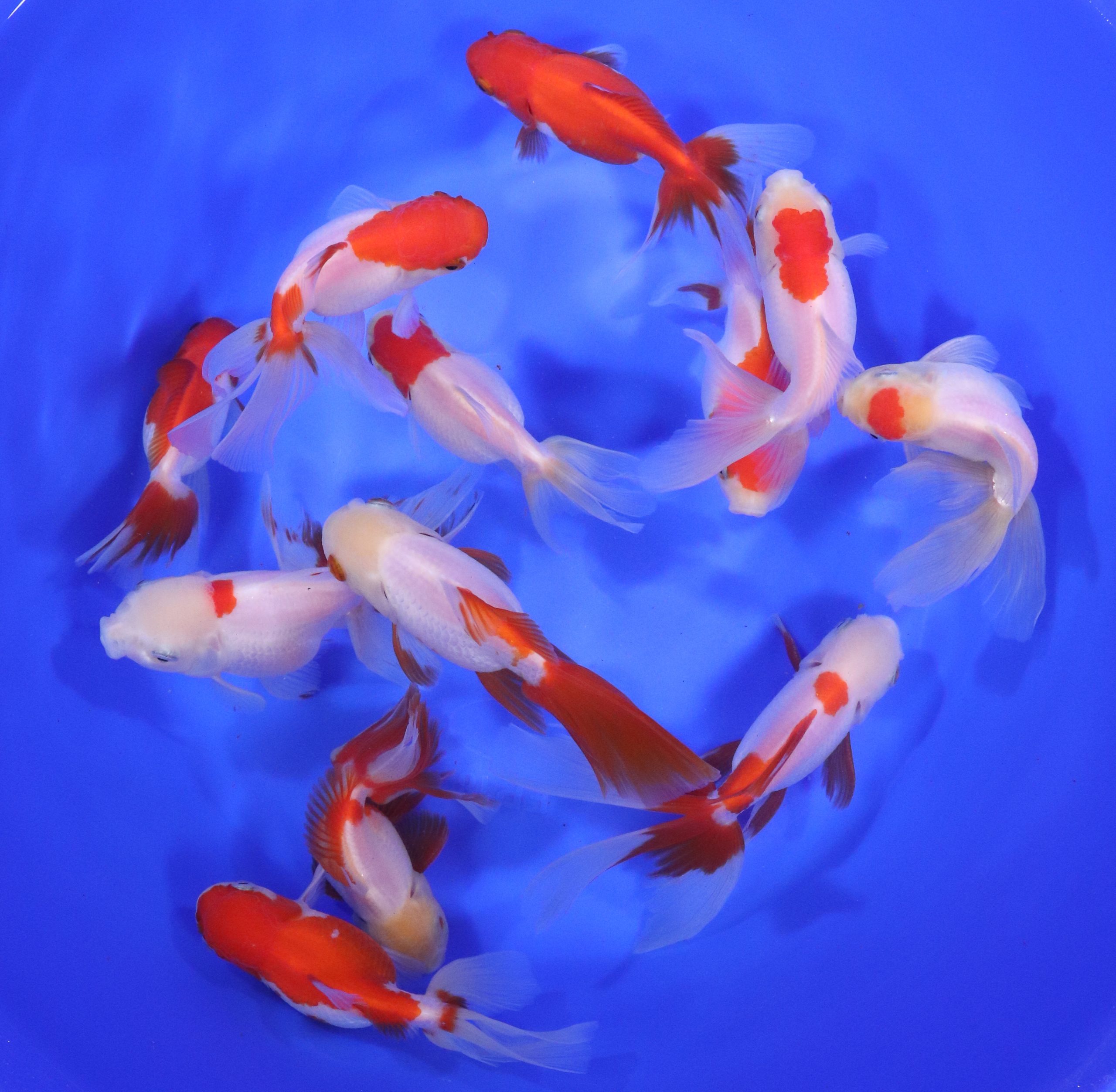 Red and White Oranda Goldfish XL