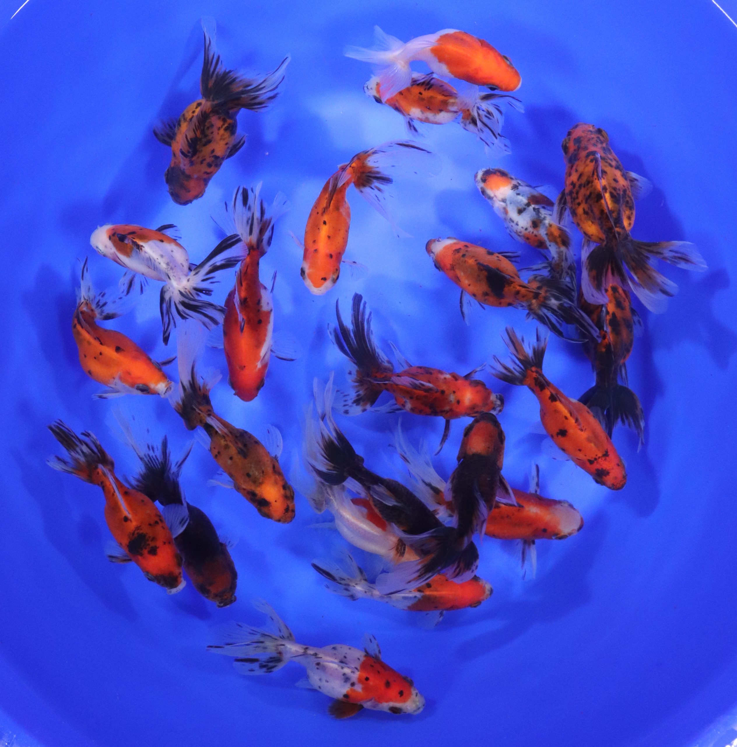 Calico Fantail Goldfish LG