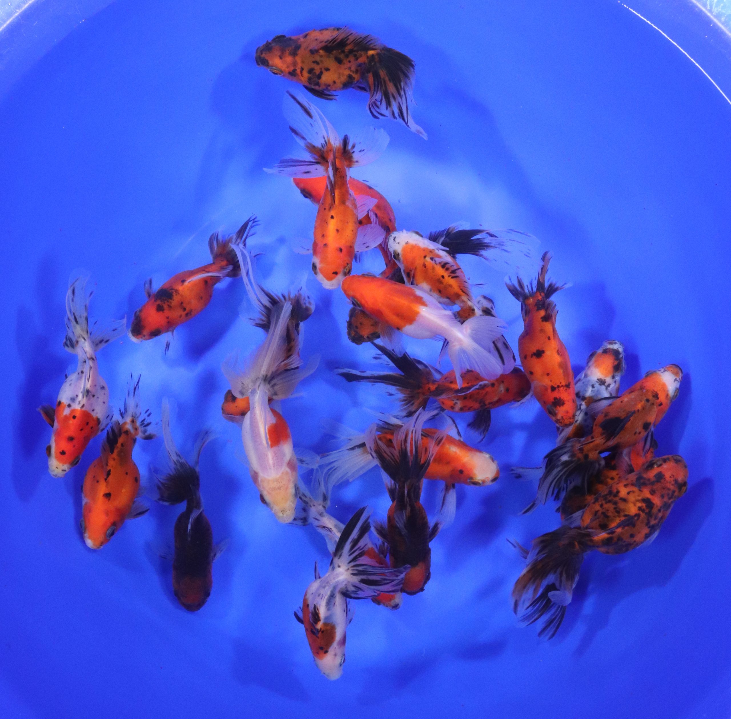 Calico Fantail Goldfish LG