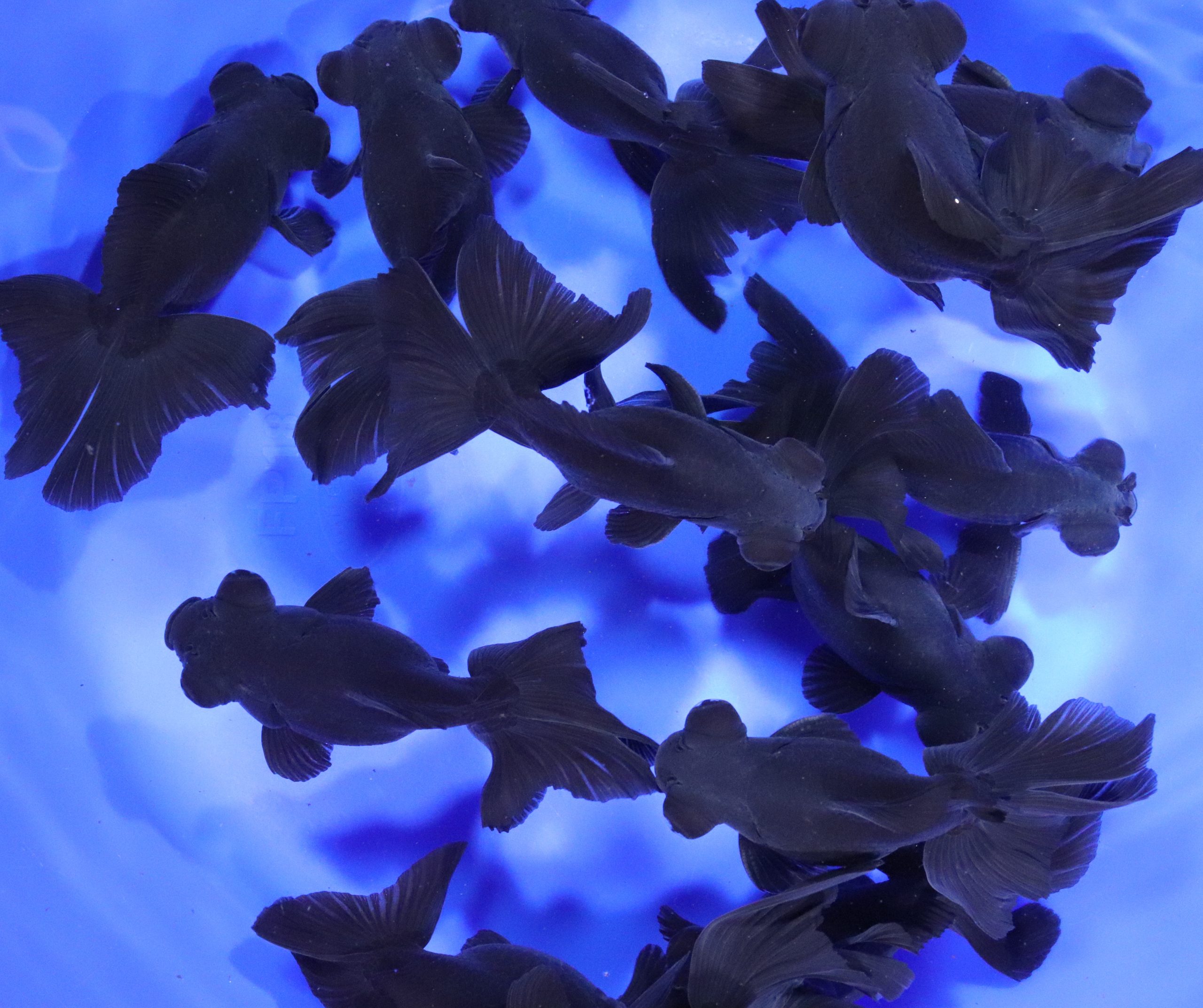 Black Butterfly Fantail Goldfish XL