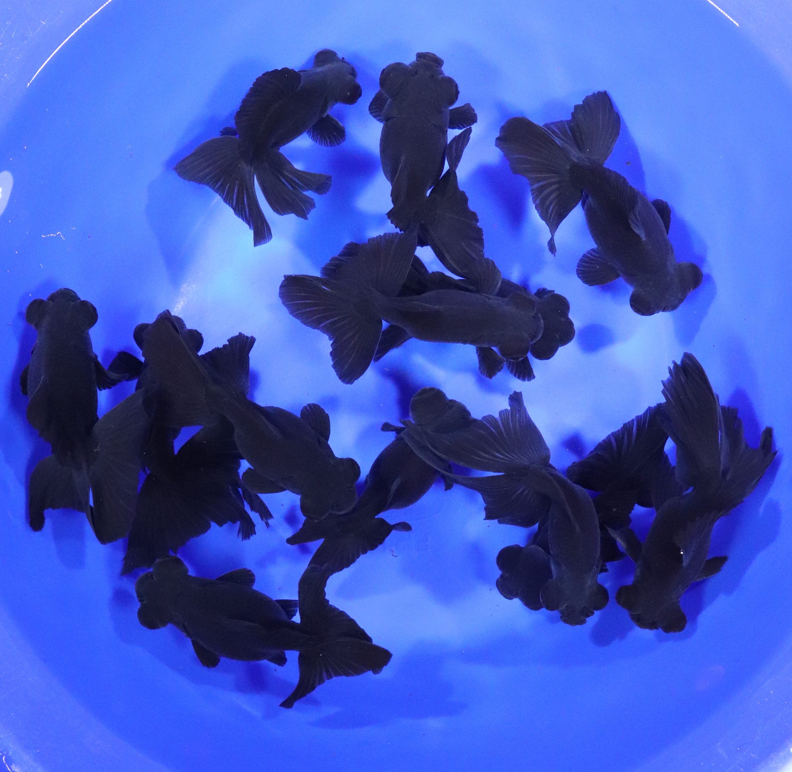 Black Butterfly Fantail Goldfish XL