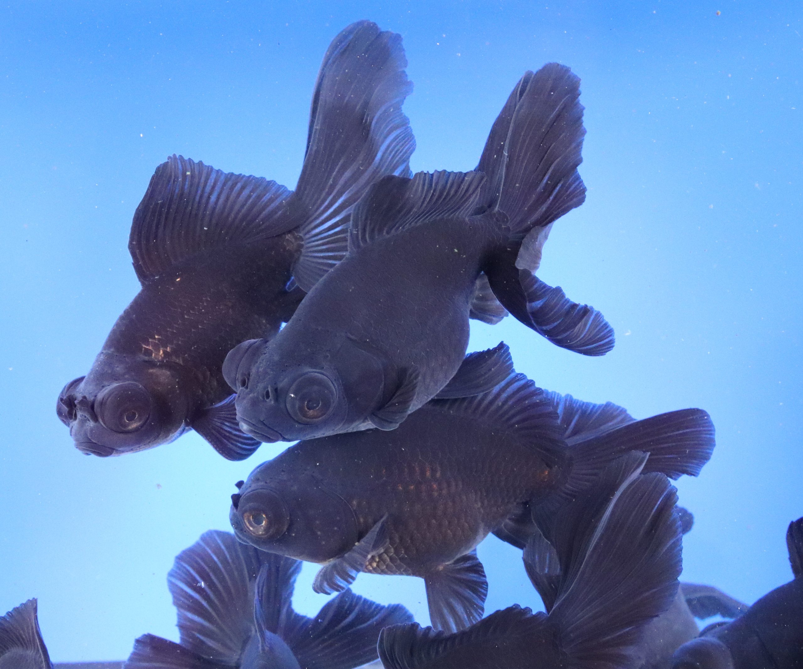 Black Butterfly Fantail Goldfish XL