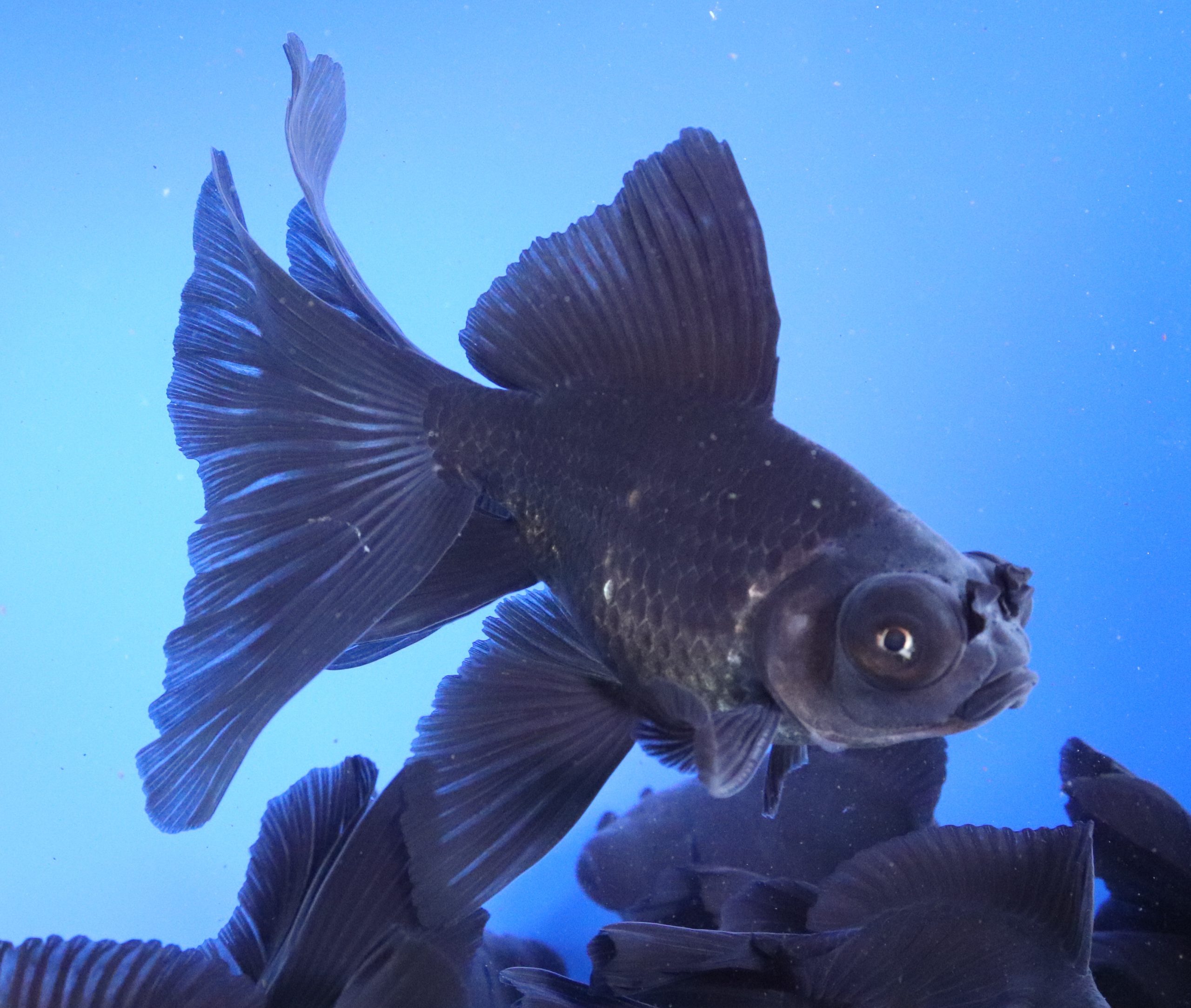 Black Butterfly Fantail Goldfish XL