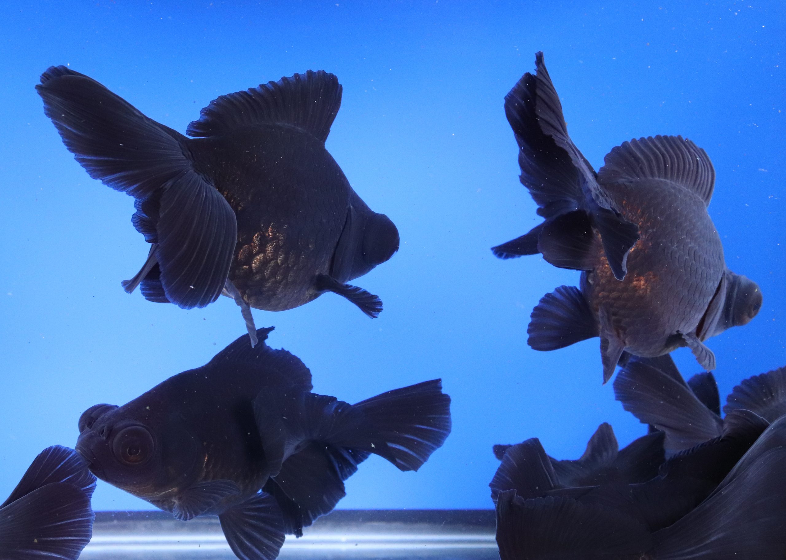 Black Butterfly Fantail Goldfish XL