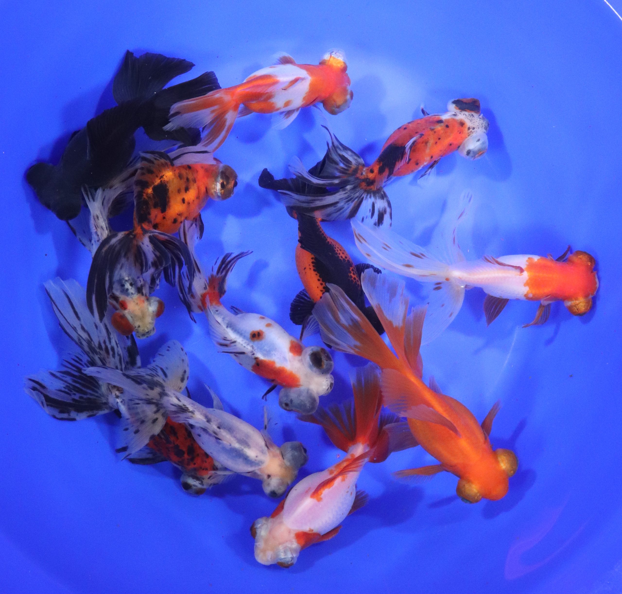 Mixed Butterfly Fantail Goldfish JUMBO