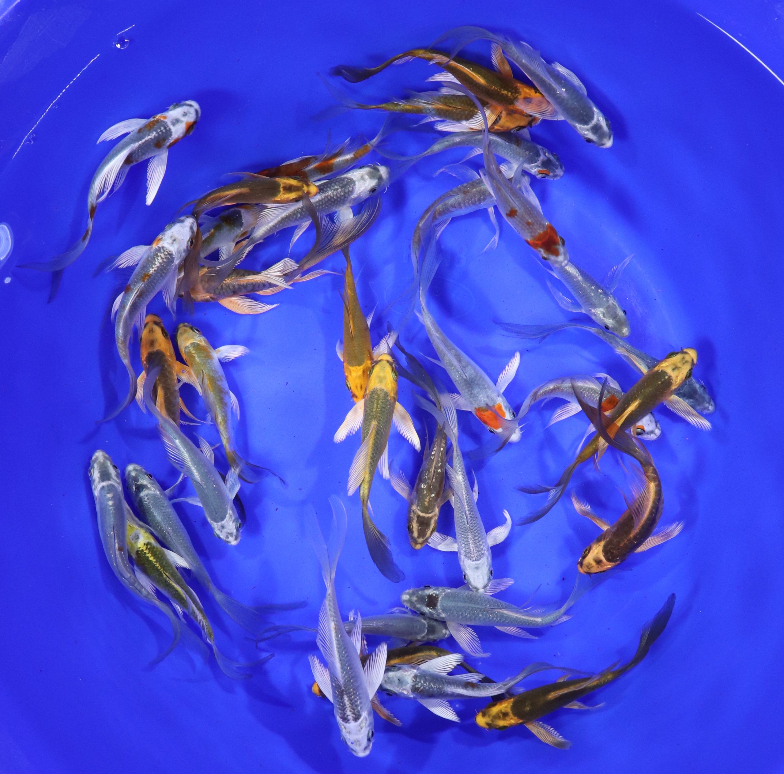 Skeleton Butterfly Koi 3-4"