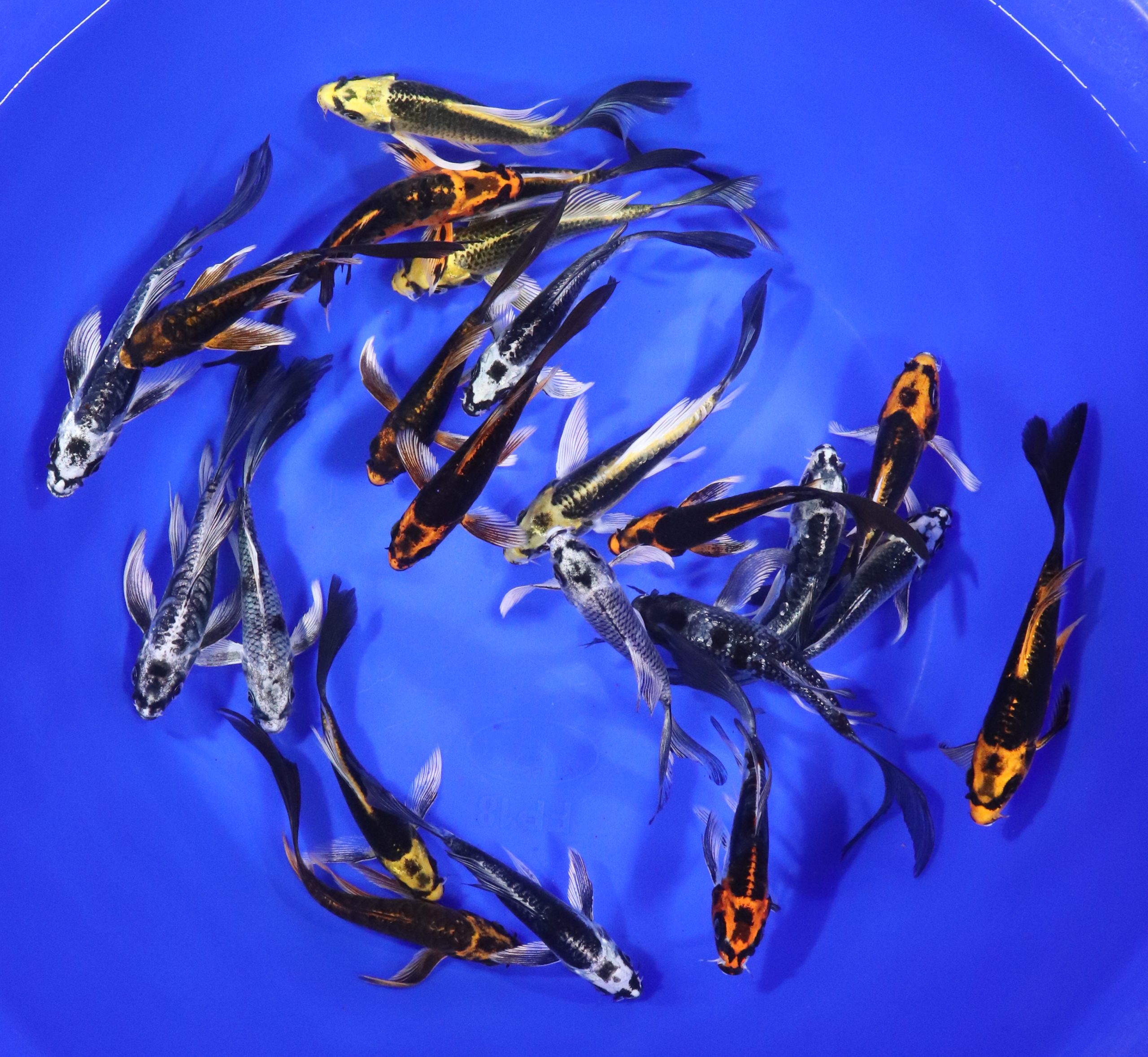 Kabuto Butterfly Koi 4-5"