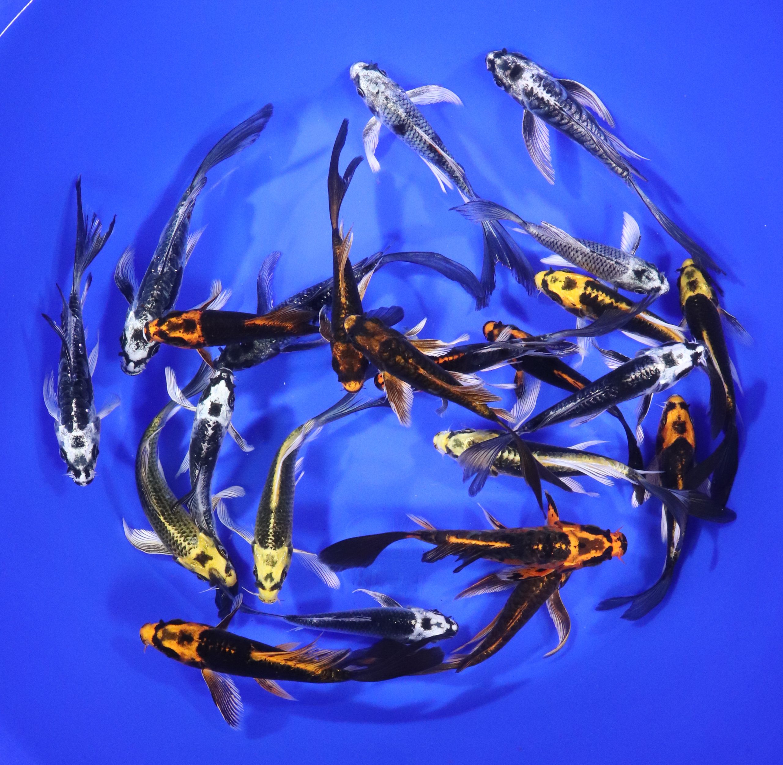 Kabuto Butterfly Koi 4-5"