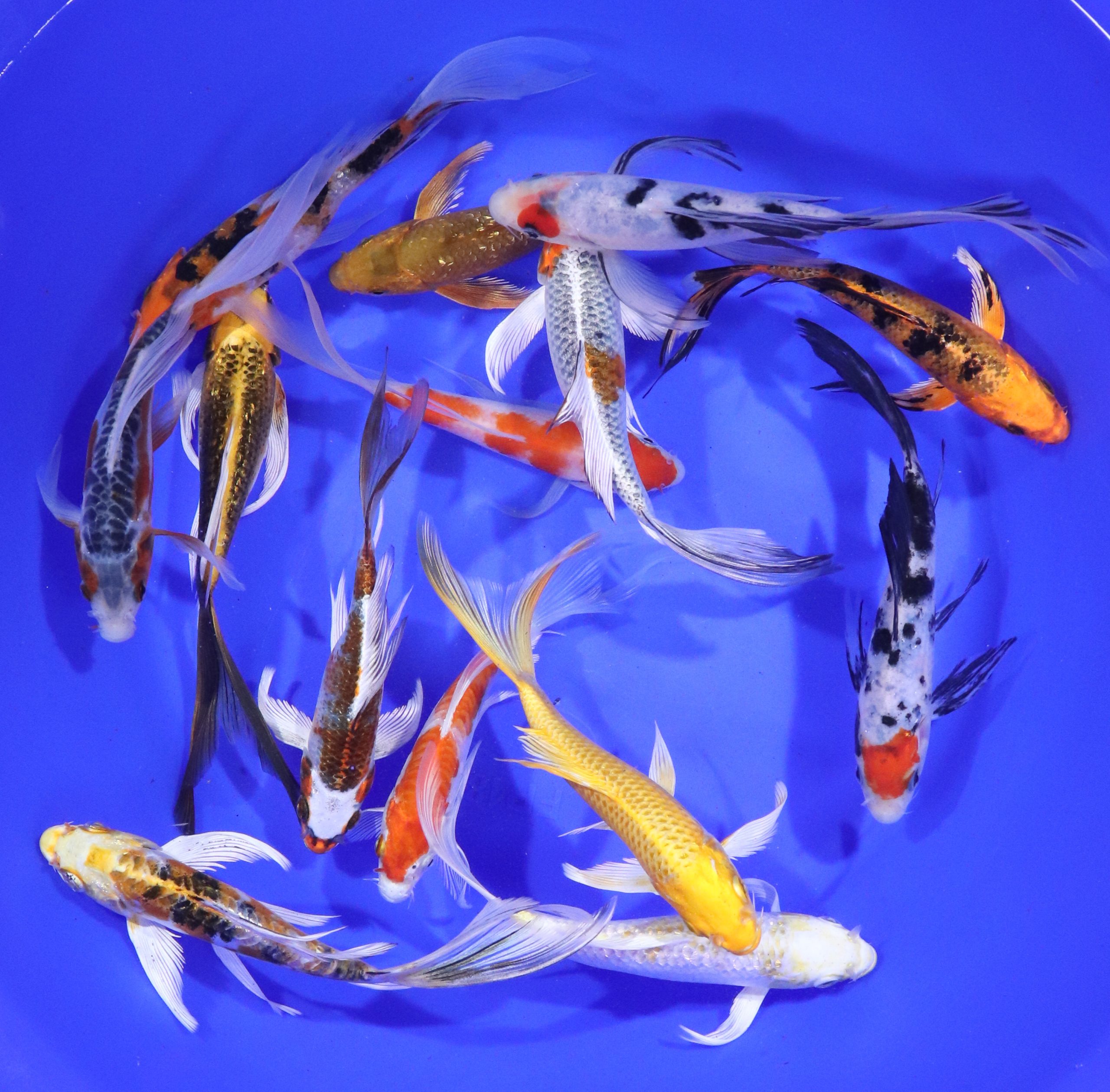Premium Select Butterfly Koi 6-7"