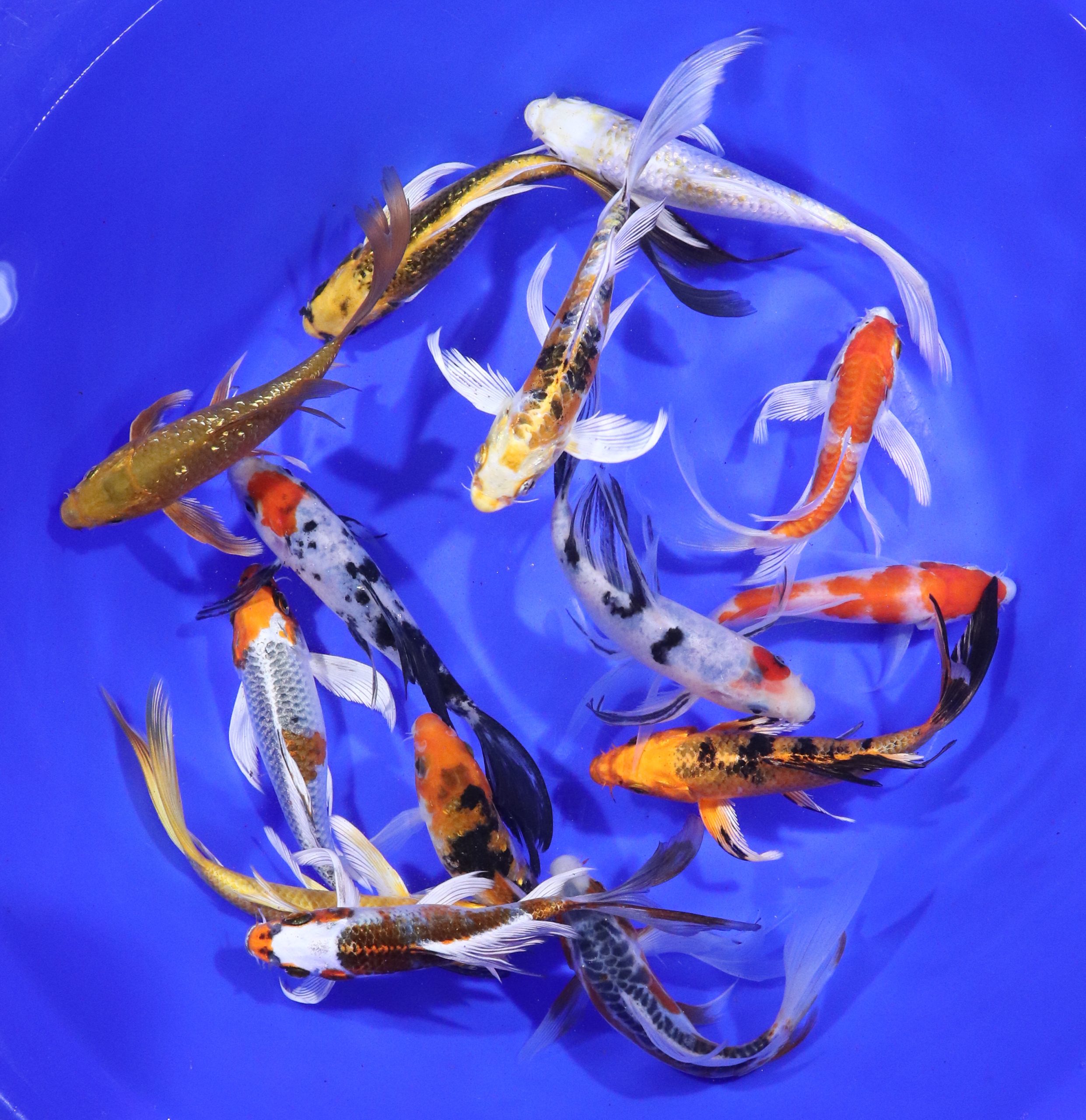Premium Select Butterfly Koi 6-7"