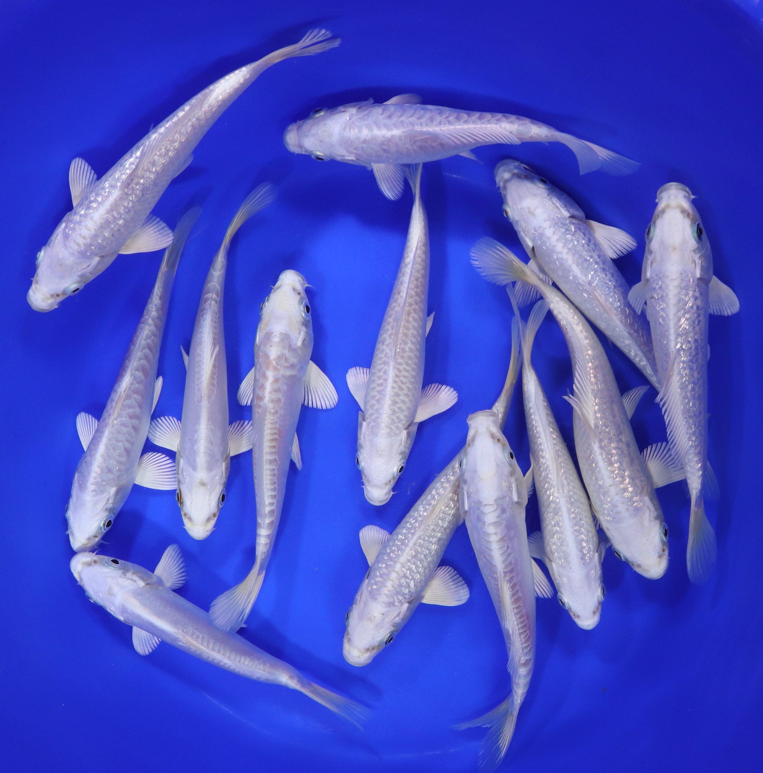 Platinum Ogon Koi 6-7"