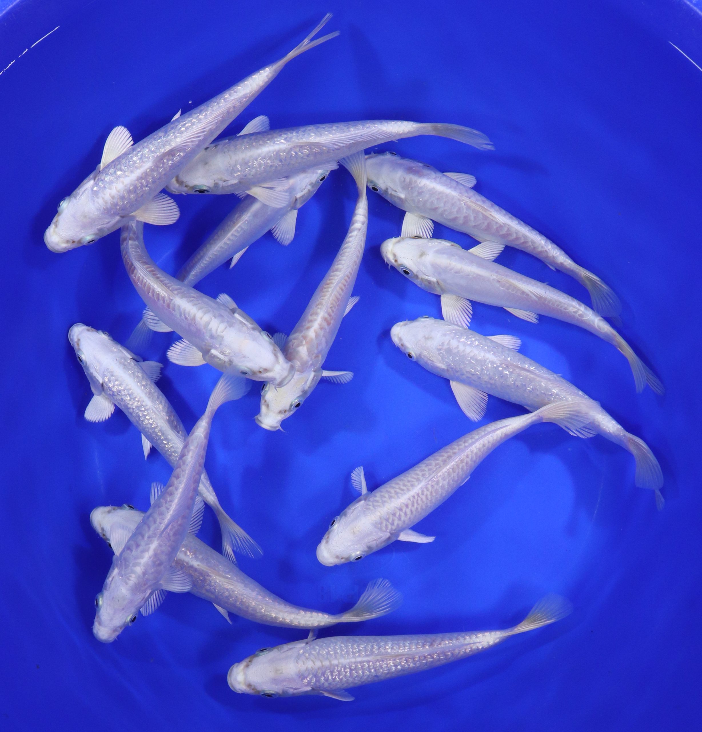 Platinum Ogon Koi 6-7"