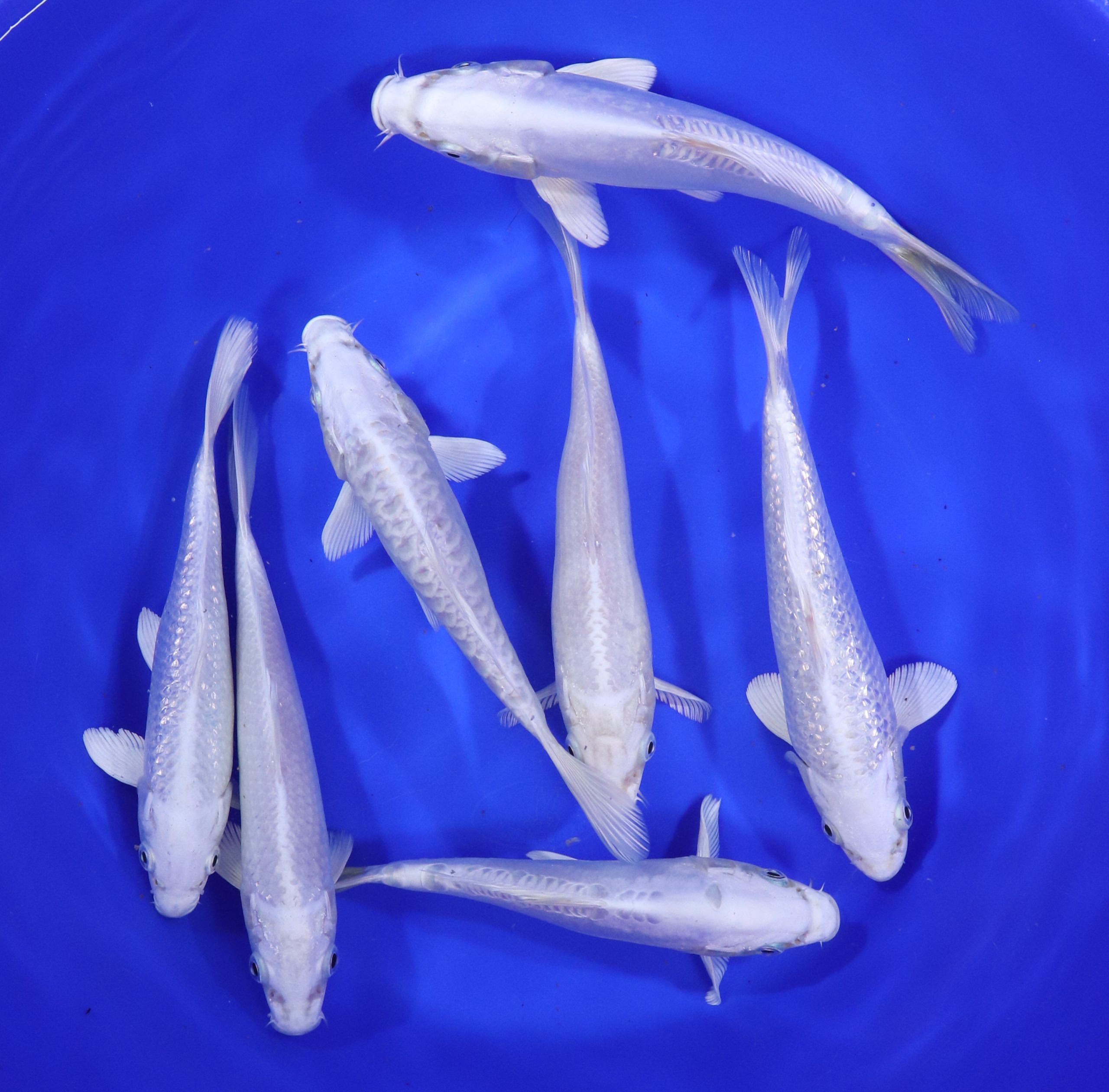 Alternative view of Platinum Ogon Koi 7-8"