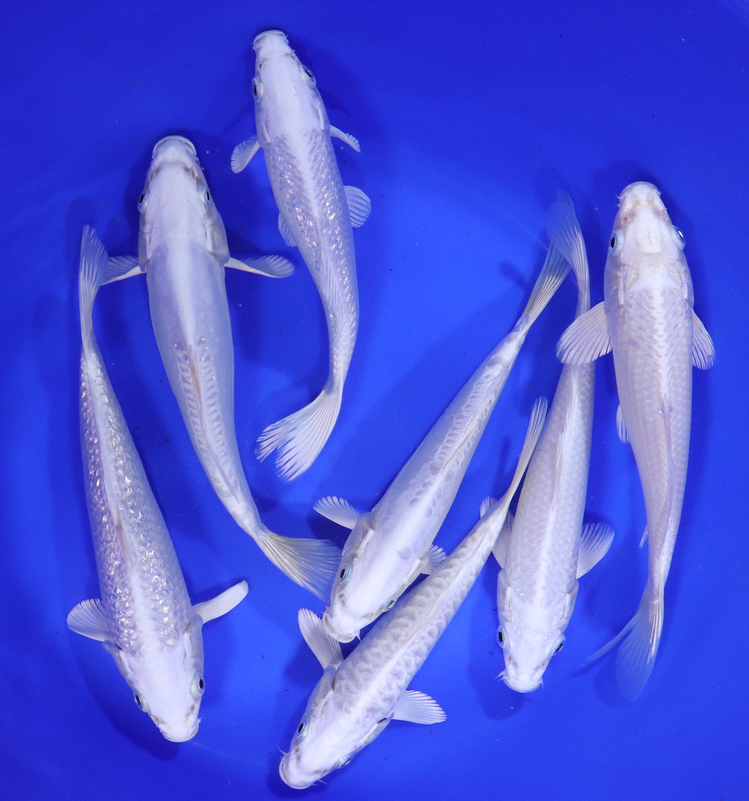 Platinum Ogon Koi 7-8"