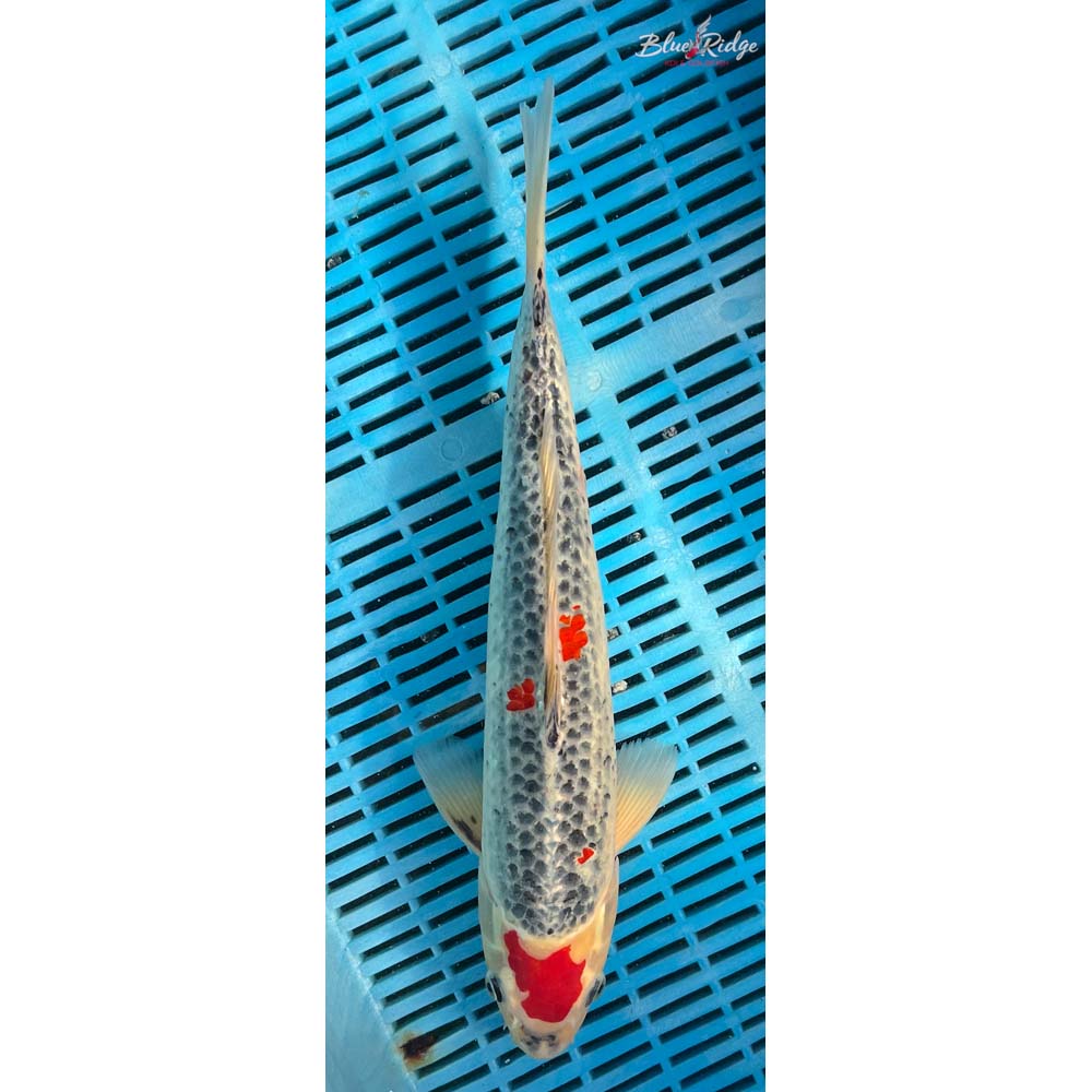 14-16” Goshiki Koi