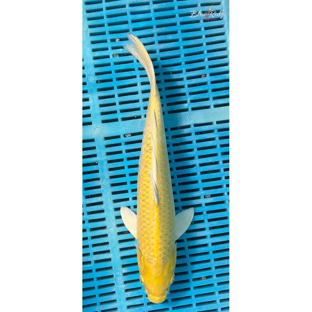 14-16” Yamabuki Ogon Koi