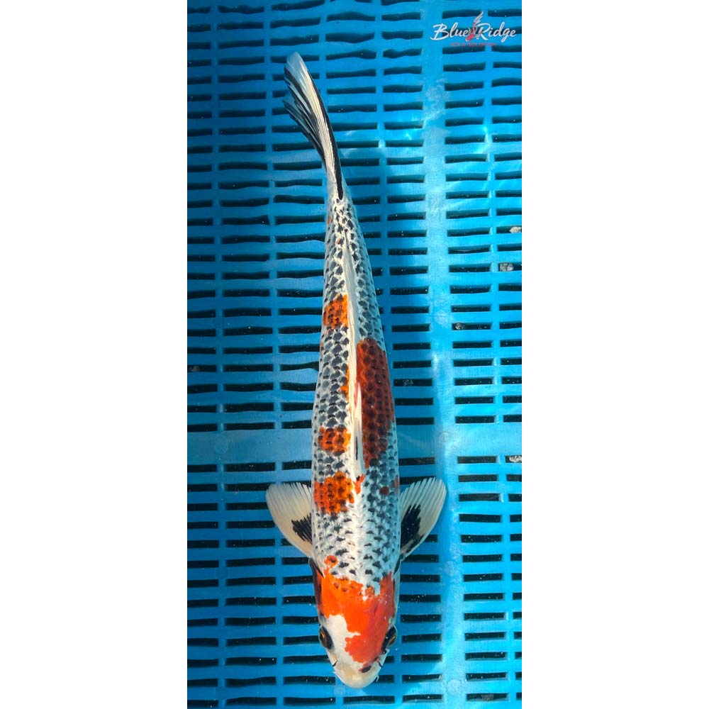 14-16” Kujaku Koi
