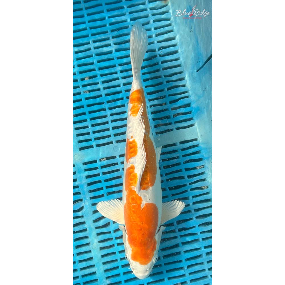 14-16” Kikusui Koi