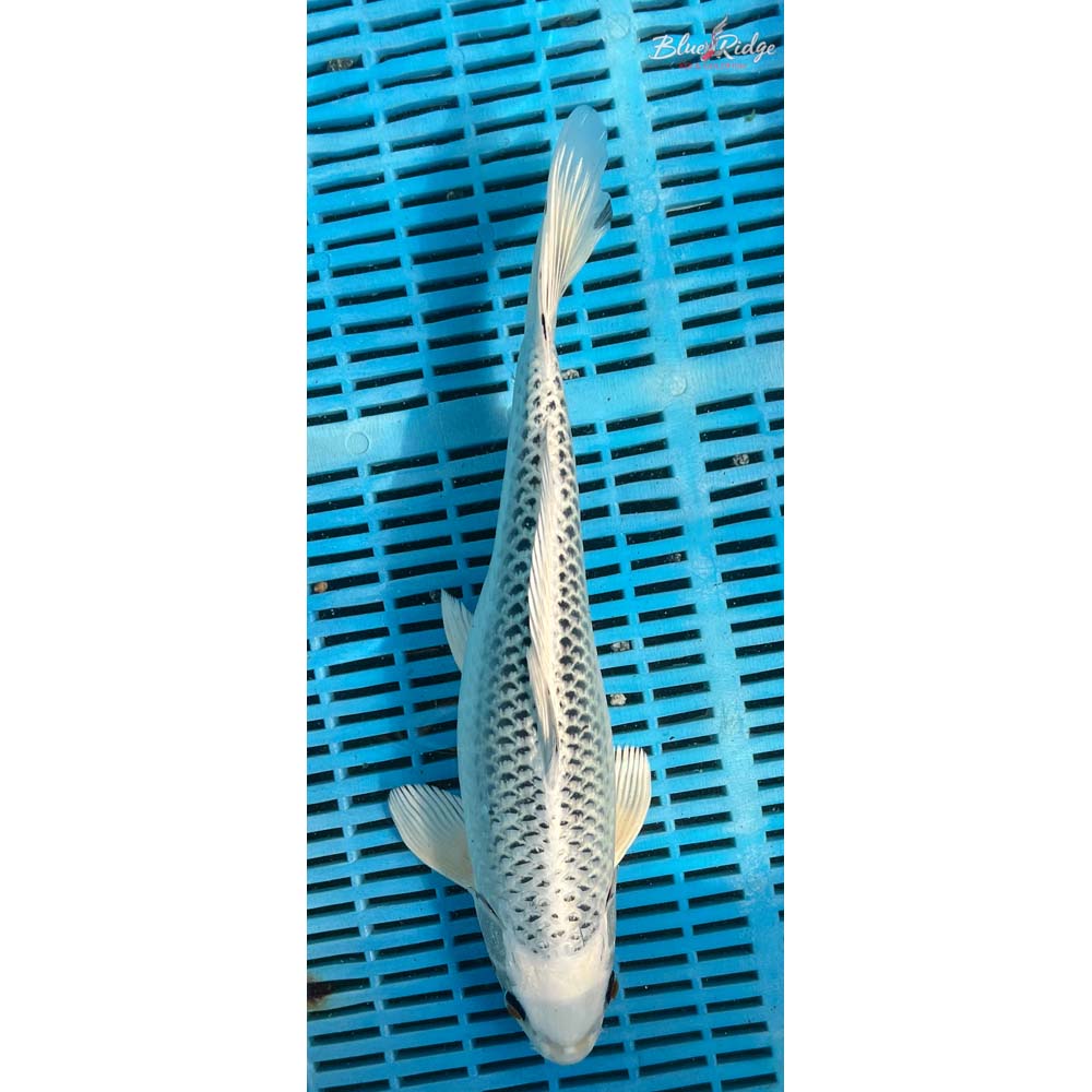 14-16” Kujaku Koi