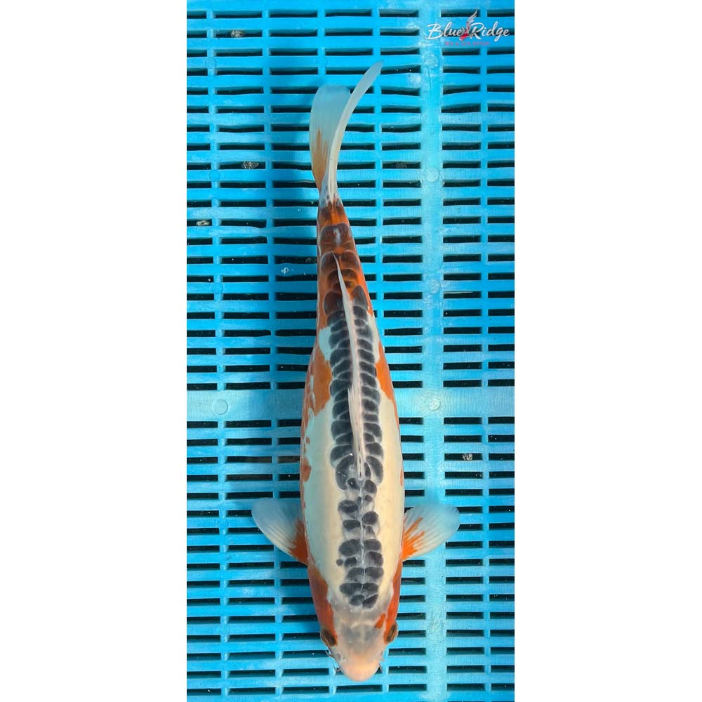 14-16” Shusui Koi