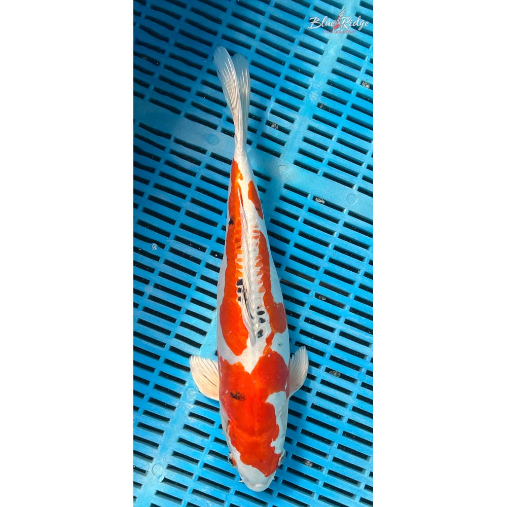 14-16” Heisei Nishiki Koi
