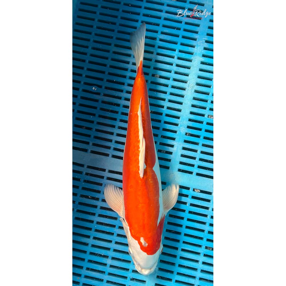 14-16” Kikusui Koi