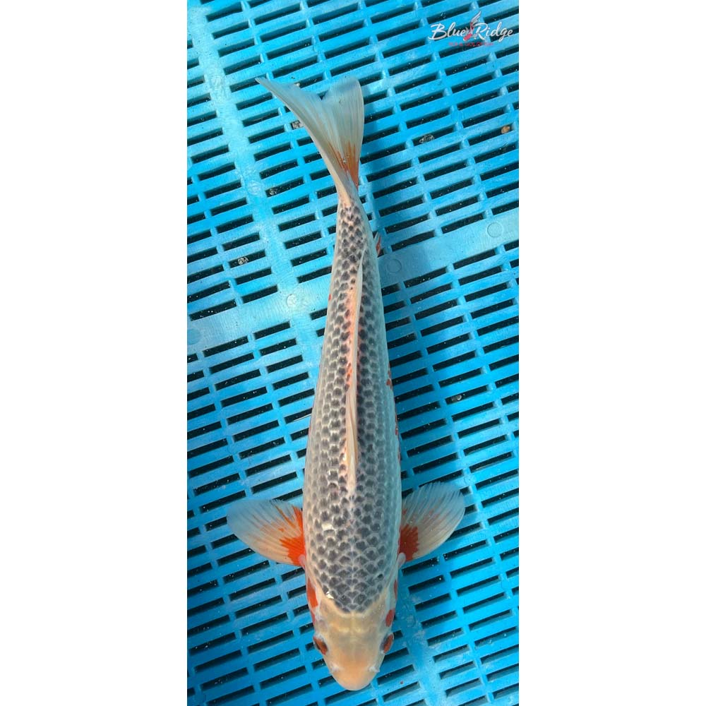 14-16” Asagi Koi
