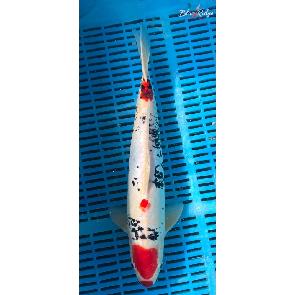 14-16” Beni Kumonryu Koi