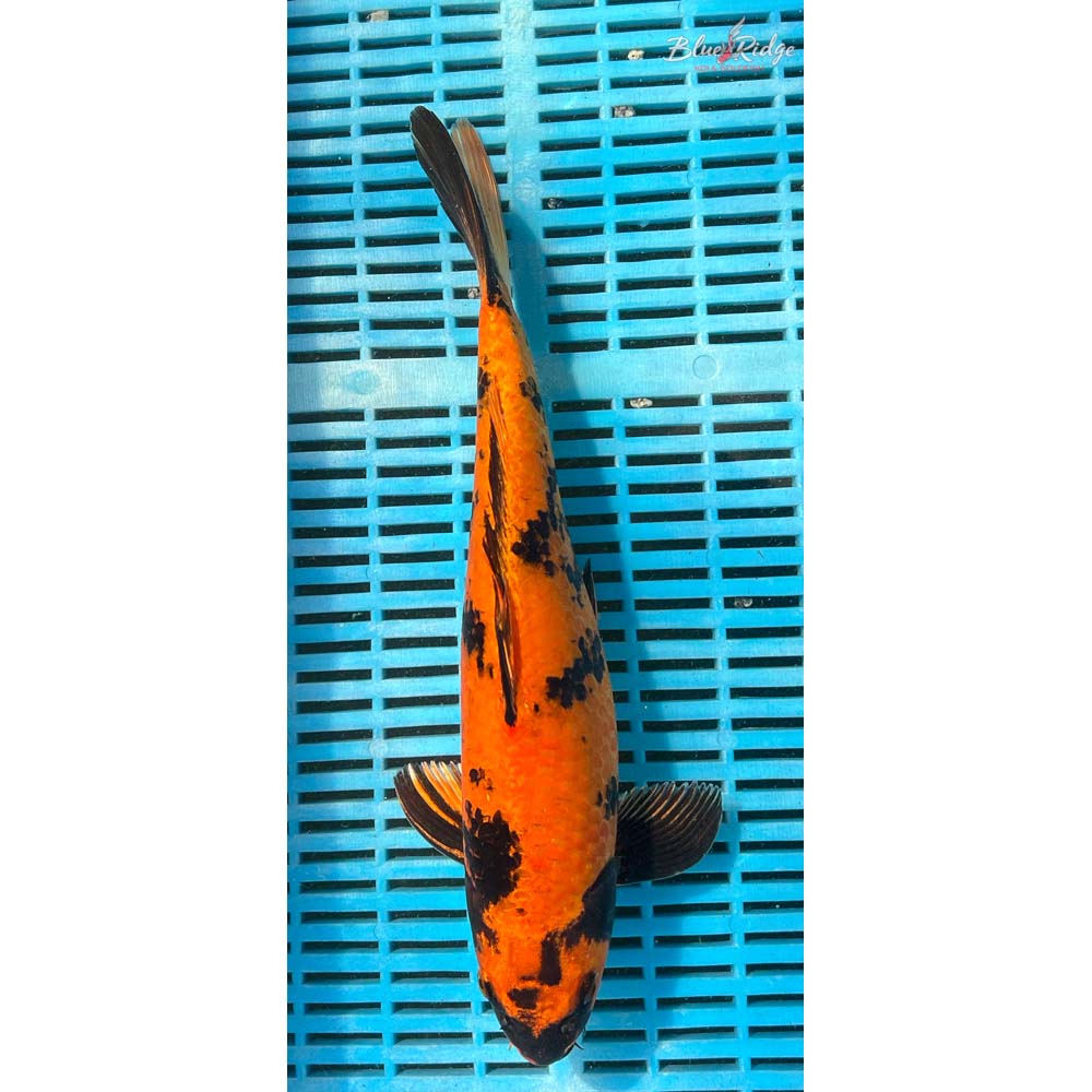 14-16” Kin Hi Utsuri Koi