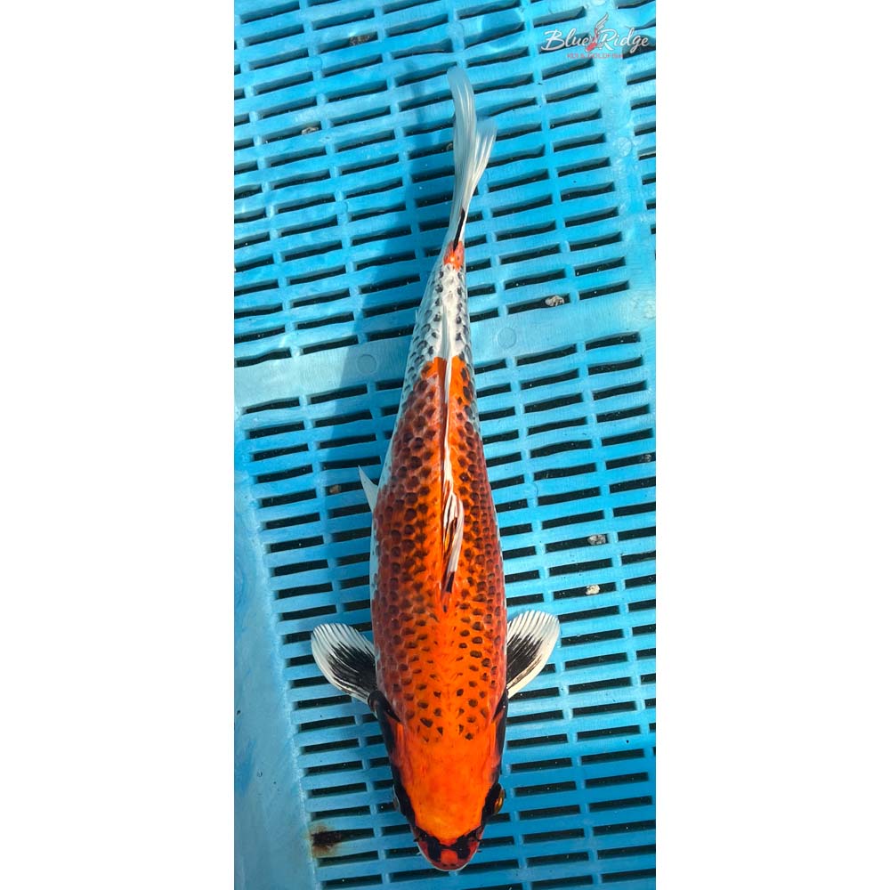 14-16” Kujaku Koi