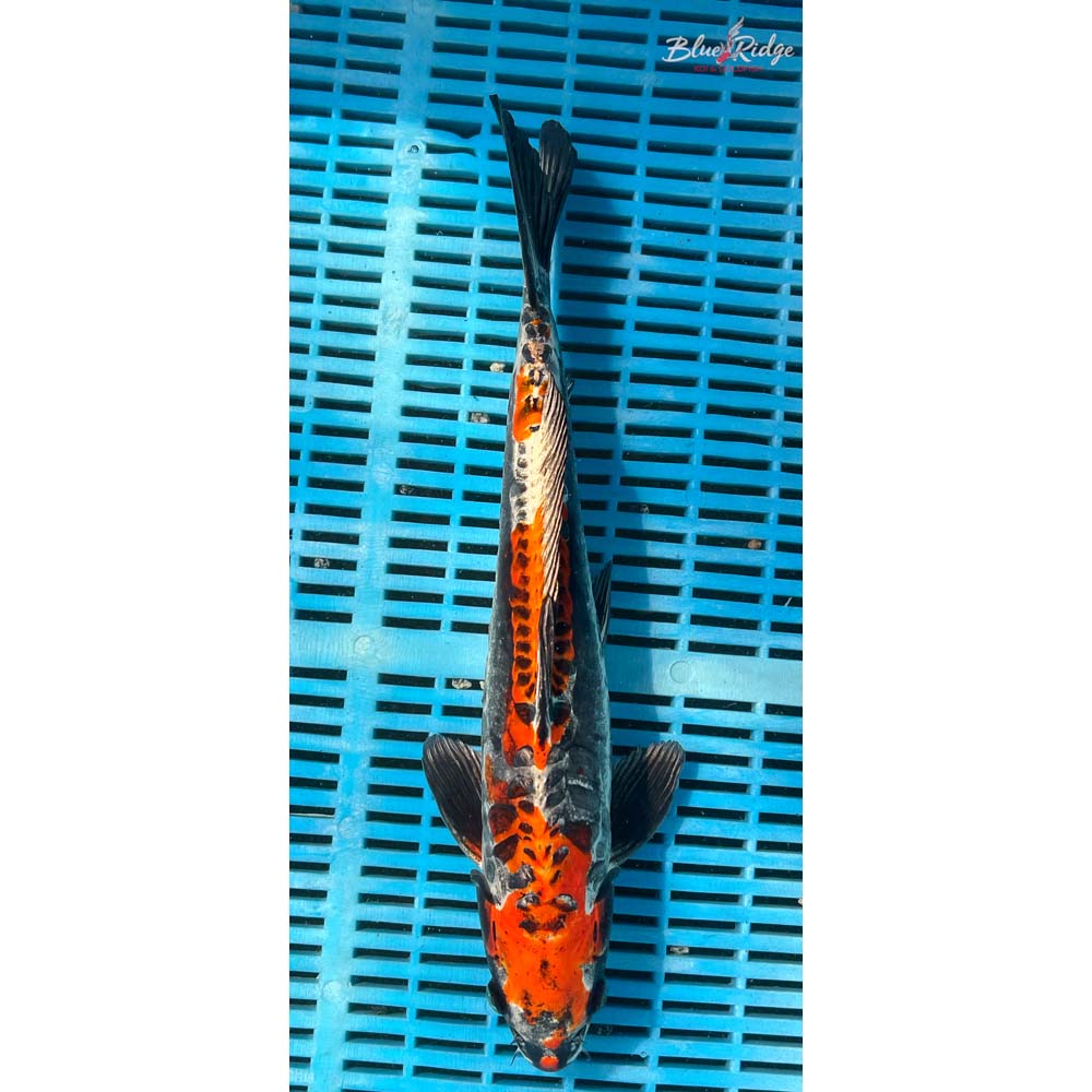 14-16” Kin Kikokuryu Koi