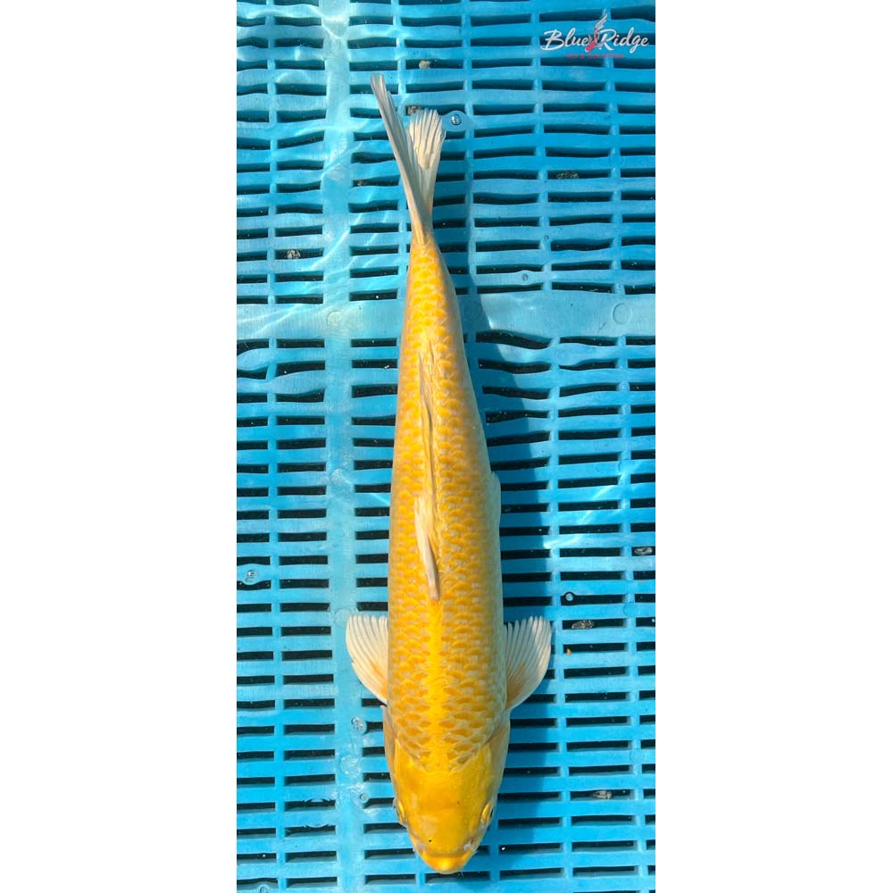 14-16” Yamabuki Ogon Koi