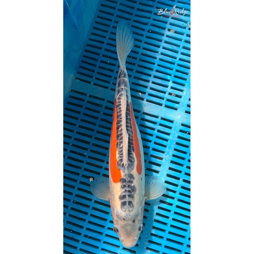 14-16” Shusui Koi