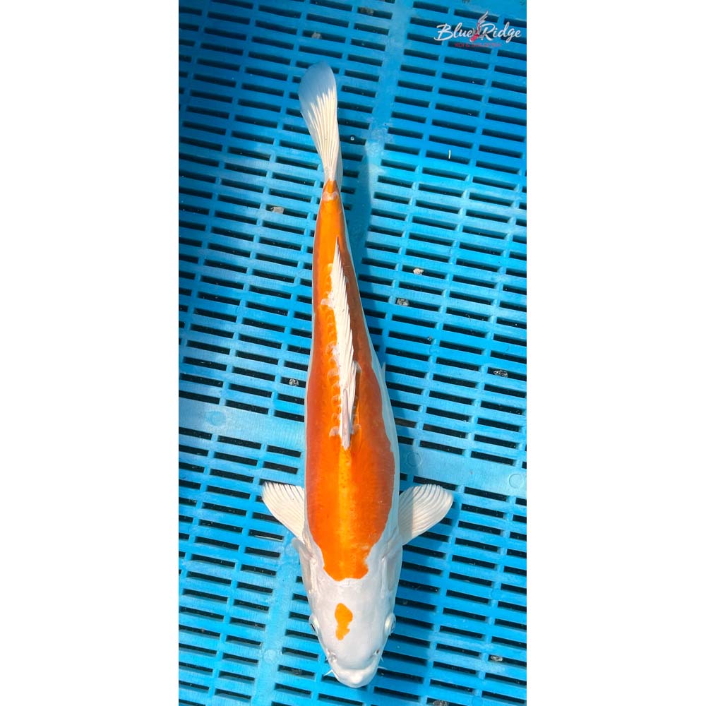 14-16” Kikusui Koi