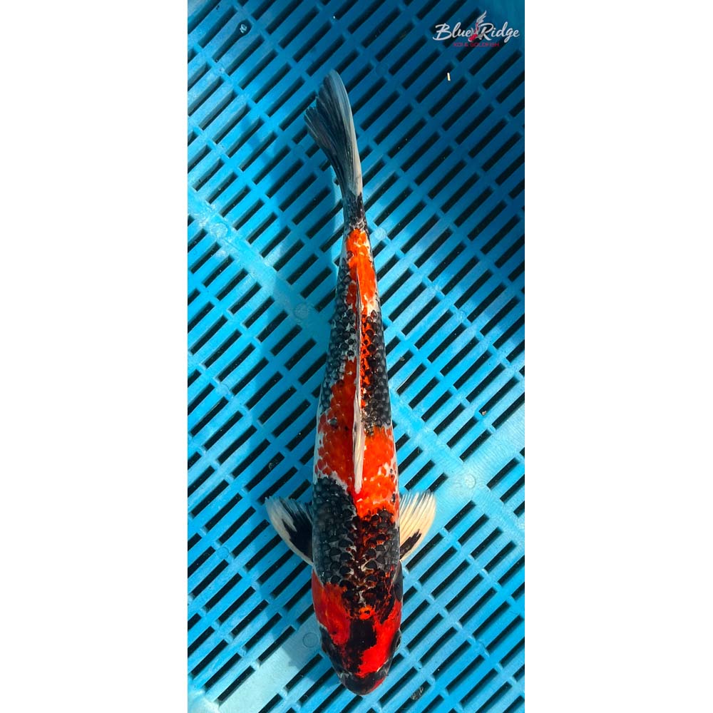 14-16” Kin Showa Koi