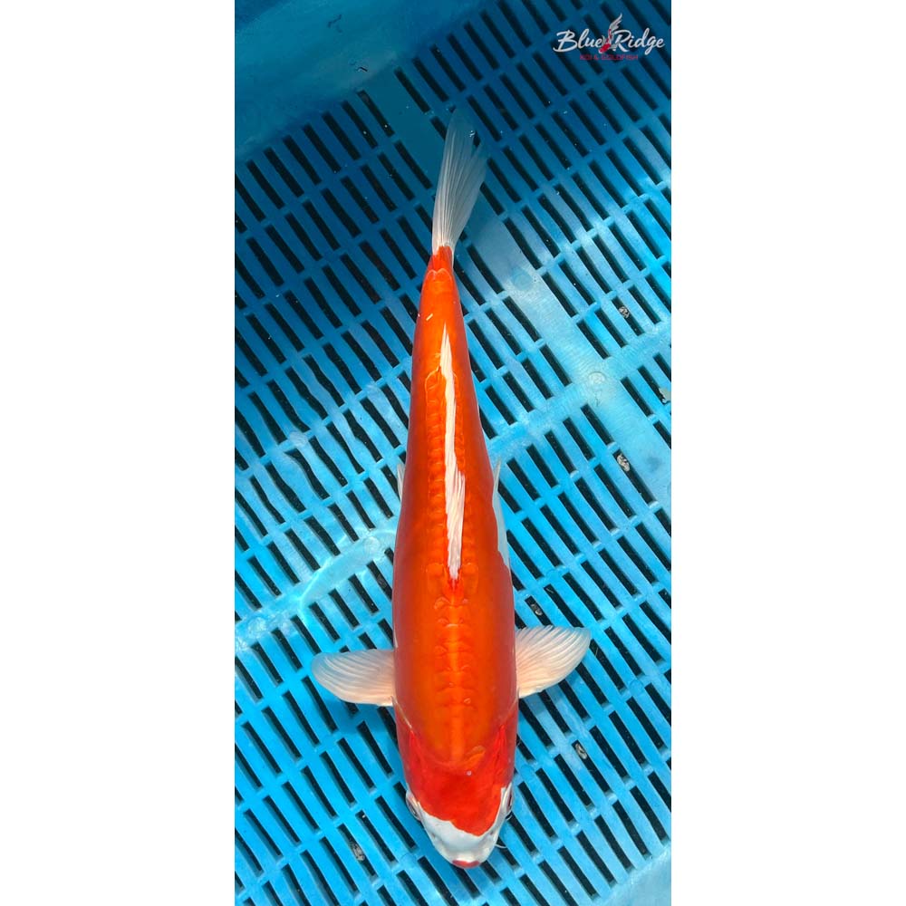 14-16” Kikusui Koi