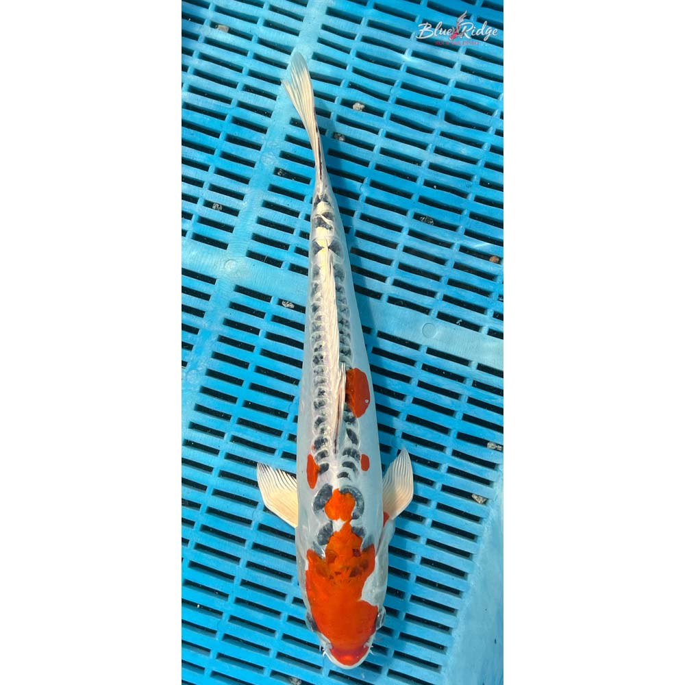 14-16” Doitsu Kujaku Koi