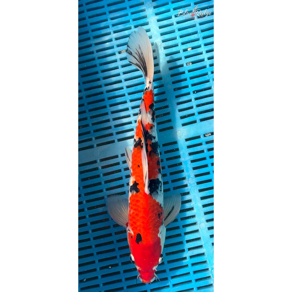14-16” Sanke Koi