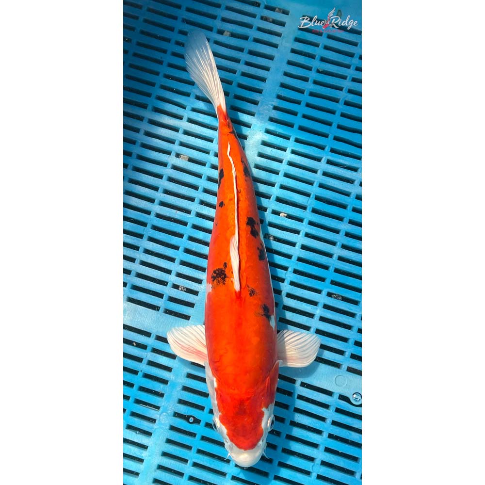 14-16” Heisei Nishiki Koi