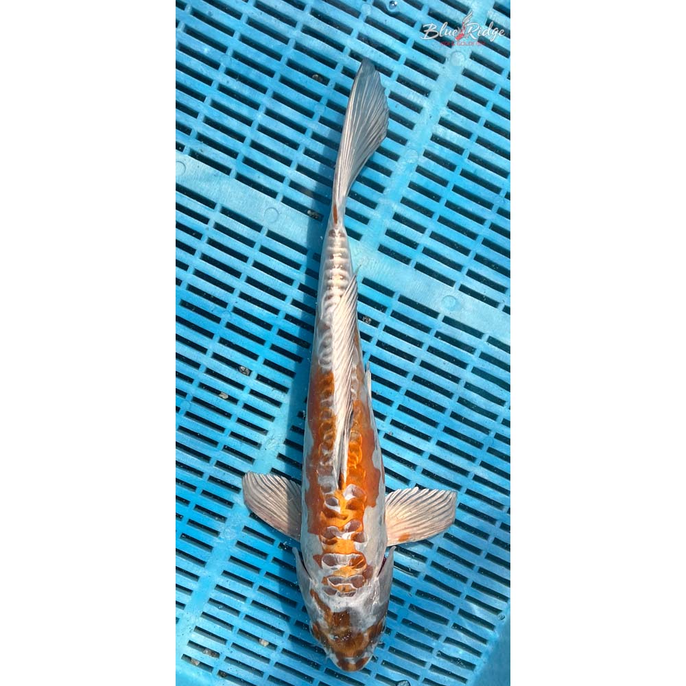 14-16” Kikusui Koi