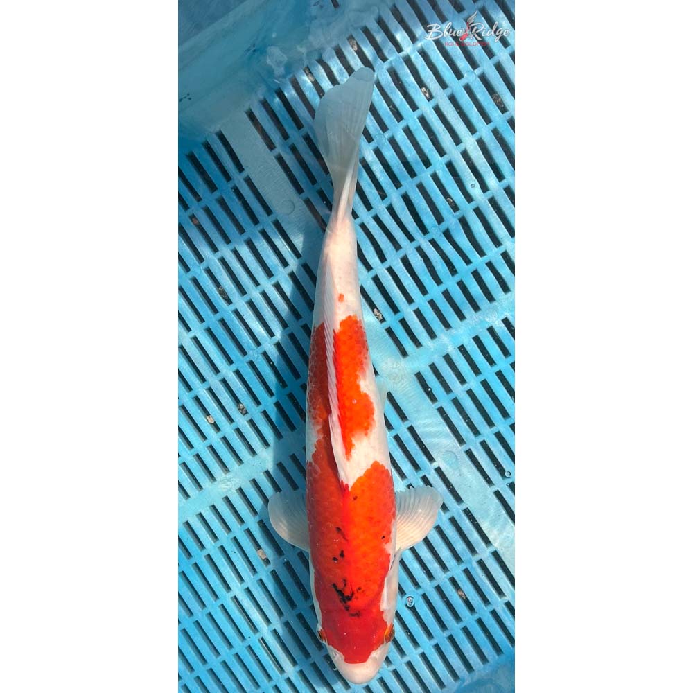 14-16” Sanke Koi