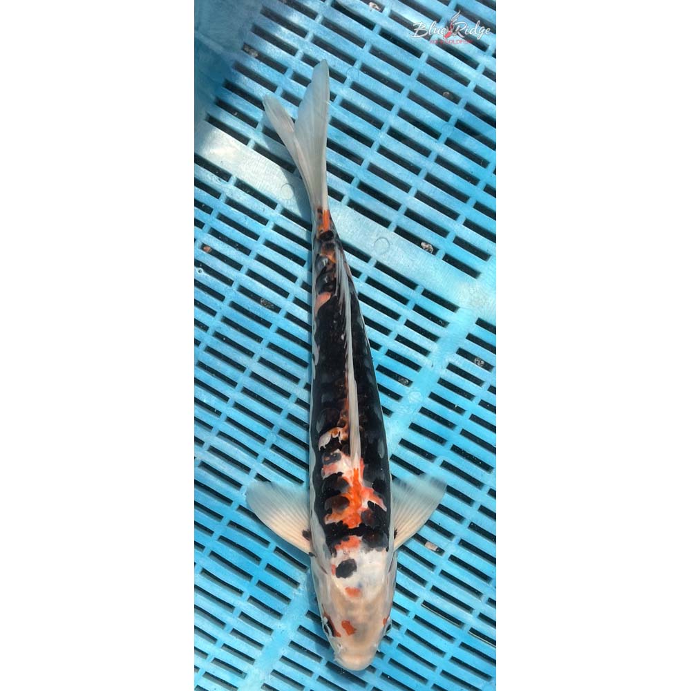 14-16” Beni Kumonryu Koi
