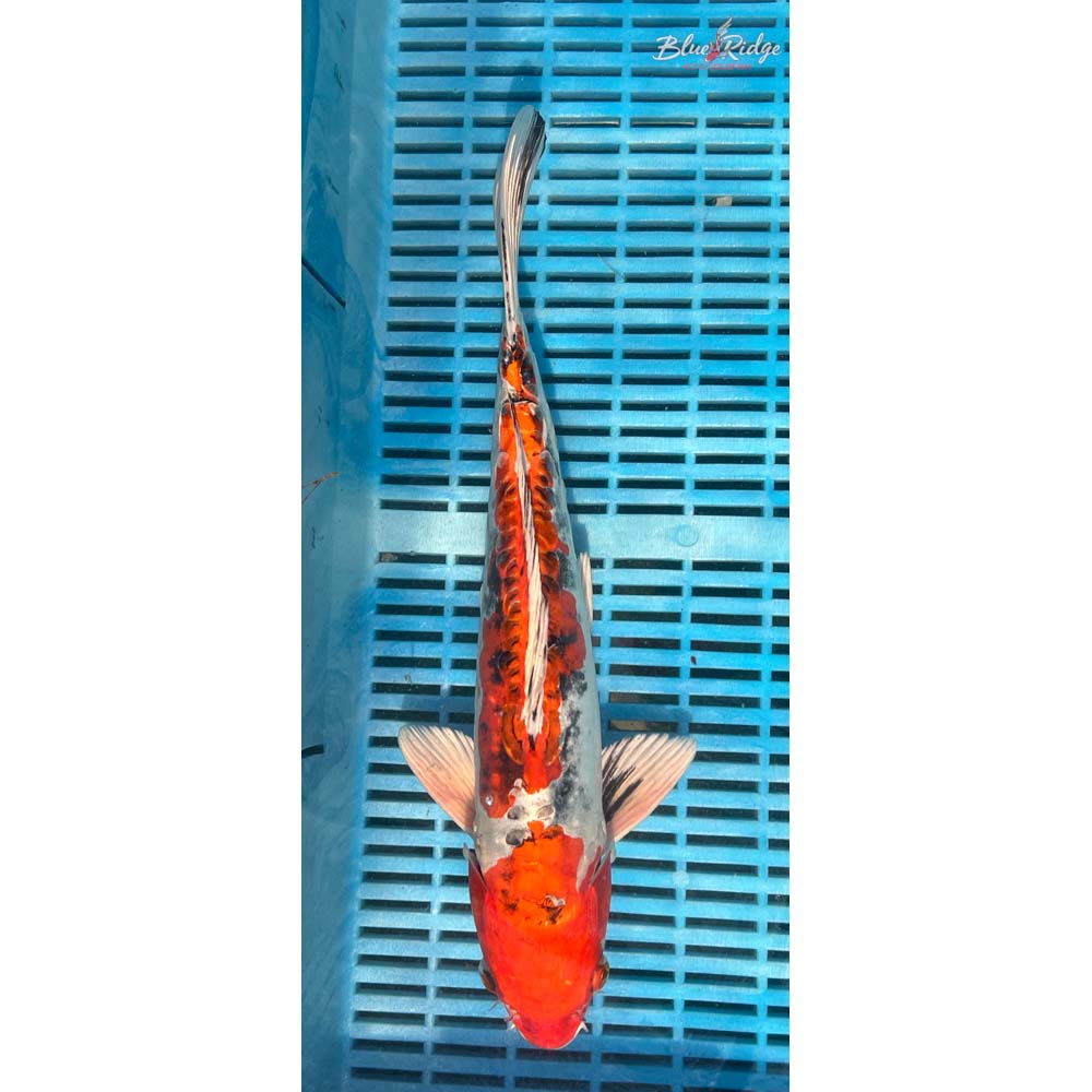 14-16” Heisei Nishiki Koi