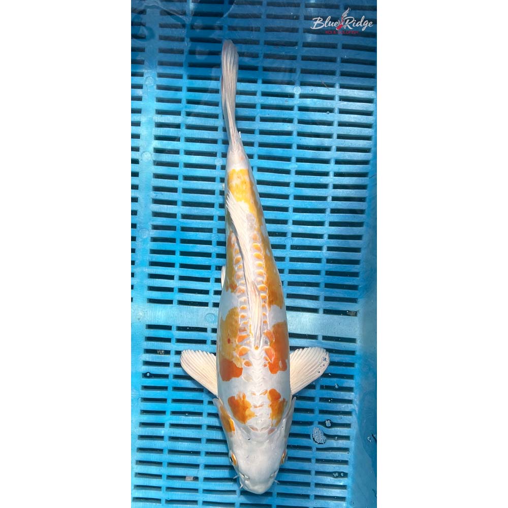 14-16” Doitsu Lemon Hariwake Koi