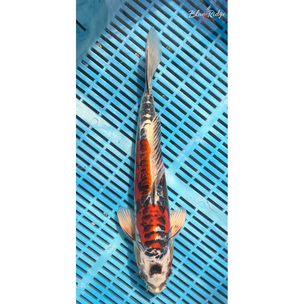 14-16” Kin Kikokuryu Koi