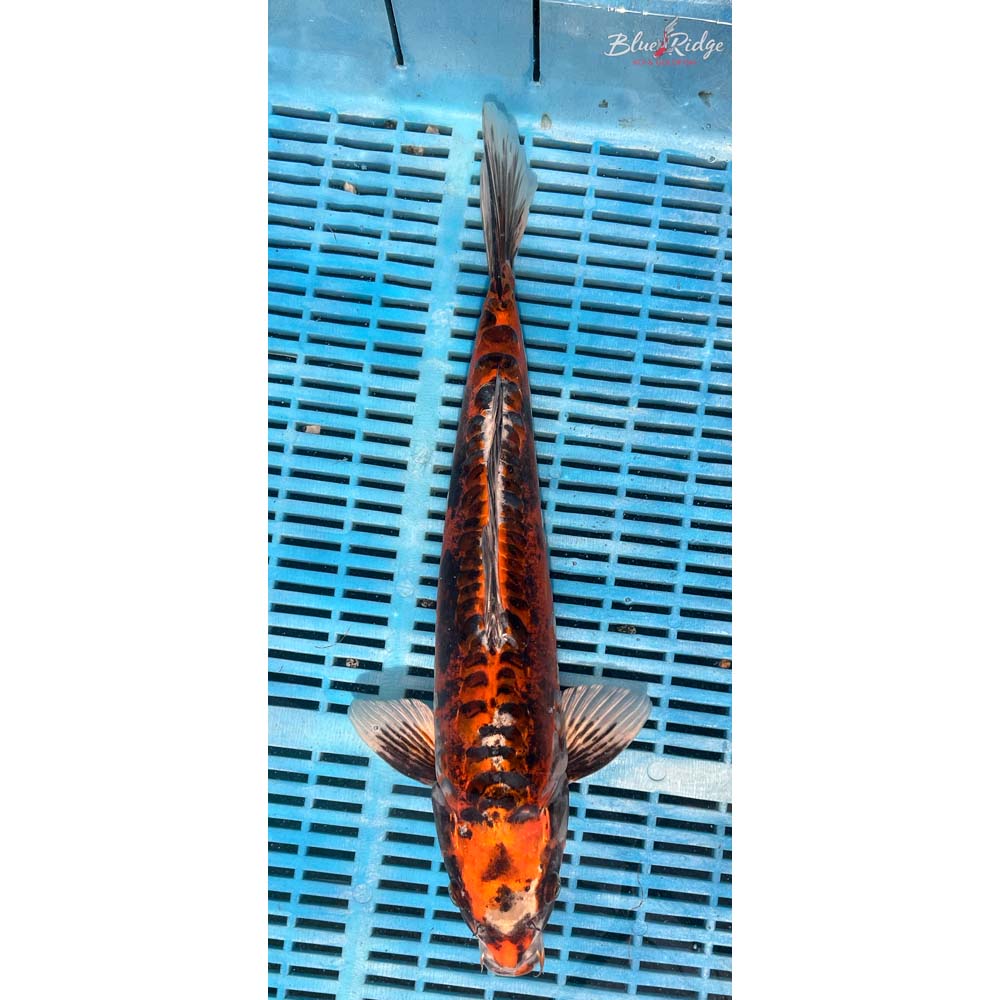 14-16” Doitsu Kujaku Koi