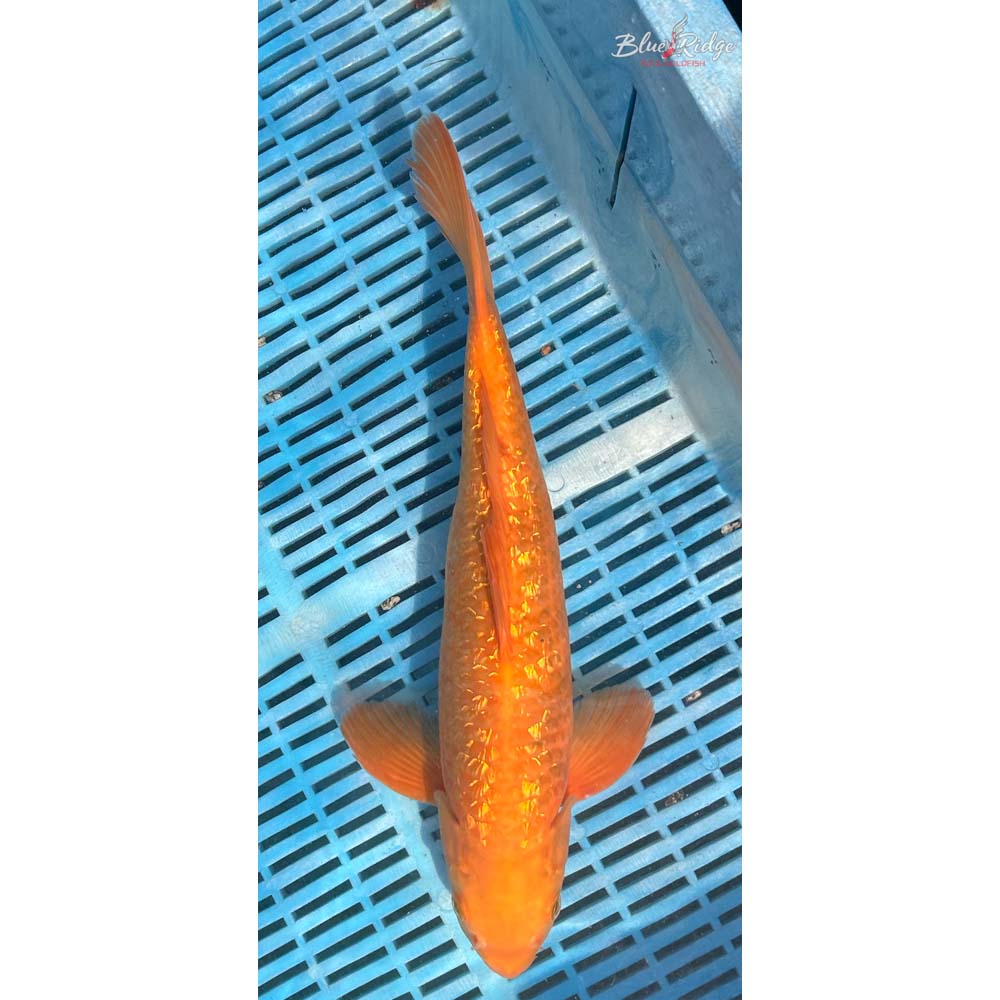 14-16” Gin Rin Chagoi Koi