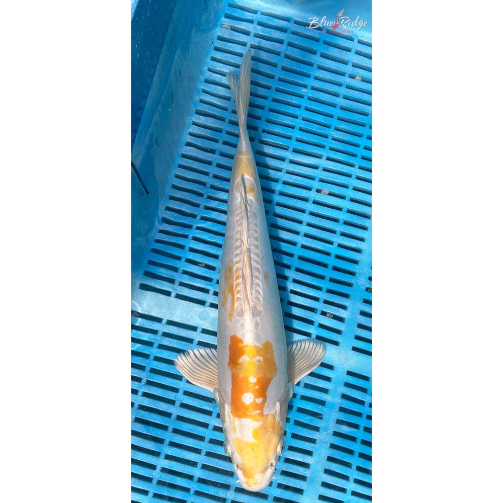14-16” Doitsu Lemon Hariwake Koi